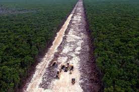 La ley de la selva